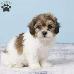 Clarissa, Teddy Bear Puppy